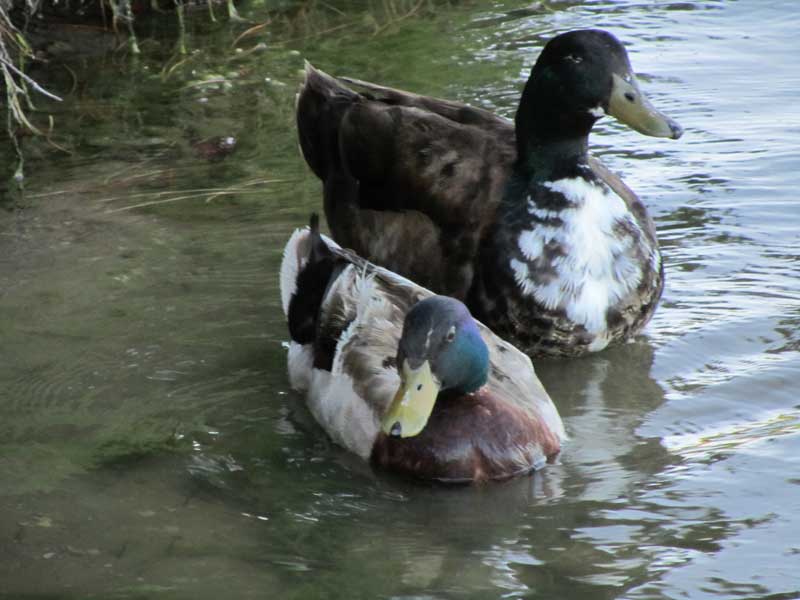 Ducks at Bradley Fair